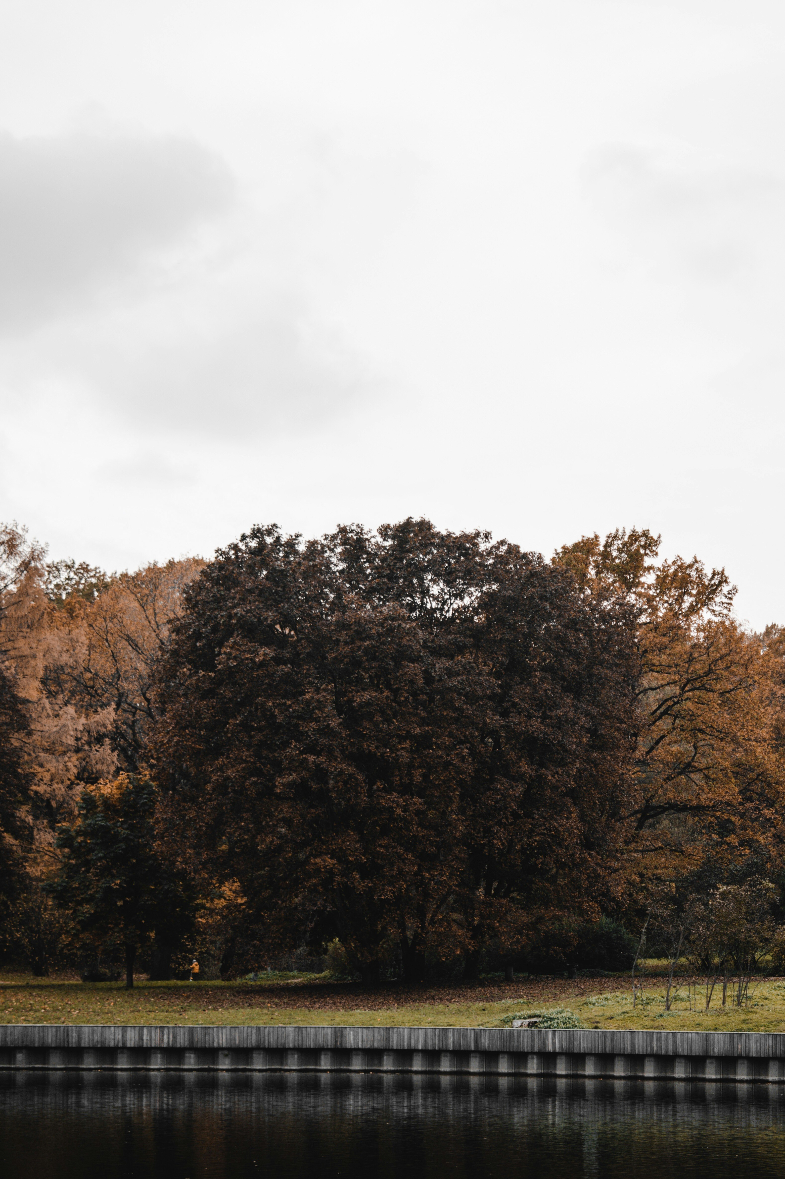 brown trees under white sky during daytime